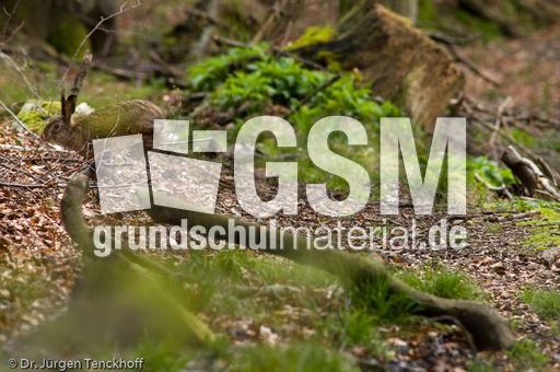 Feldhase (12 von 18).jpg